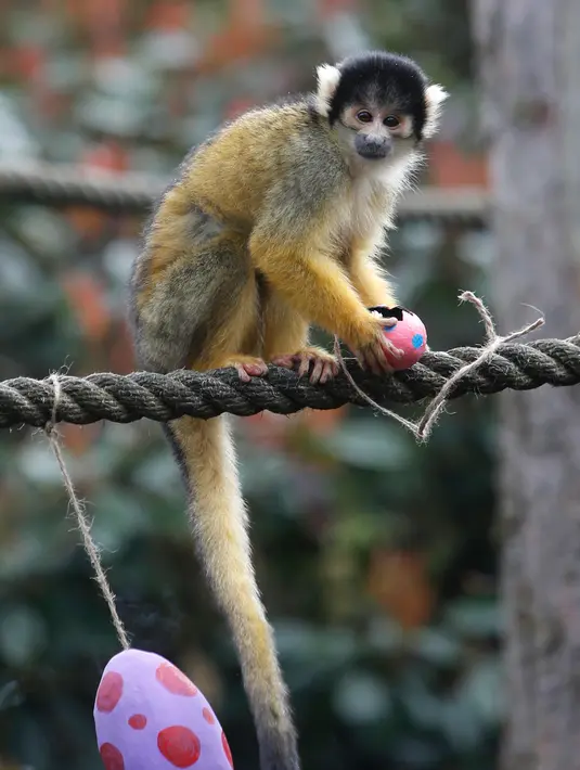 Seekor monyet tupai membuka telur Paskah yang berisi cacing dan biji-bijian di Kebun Binatang London, Inggris, Kamis (29/3). (AP Photo/Alastair Grant)