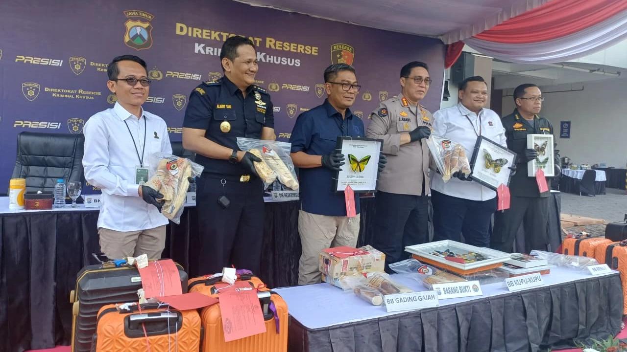 Terungkap! Kupu-kupu Langka hingga Gading Gajah Diselundupkan dengan Modus Jemaah Umrah