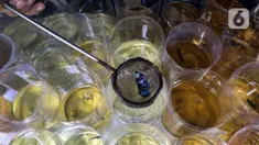 Pekerja memilah ikan cupang hias saat melakukan perawatan di Galeri Simprug Betta Fish, Jakarta, Jumat (7/8/2020). Ikan cupang hias di sini dijual dengan harga Rp 50 ribu hingga Rp 3,5 juta per ekor. (Liputan6.com/Johan Tallo)