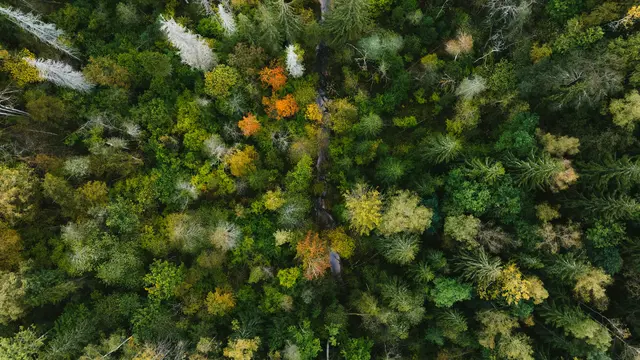 Ilustrasi Hutan (Unsplash)