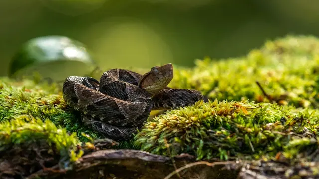 Fer-de-Lance