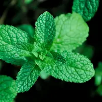 Mengenal daun stevia yang kegunaanya jauh lebih luas dari sekedar pemanis. [@pexels/magdalena nowak]