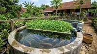 Cara Membuat Kolam Gurame Sekaligus Menanam Kangkung, Cocok untuk Lahan Terbatas