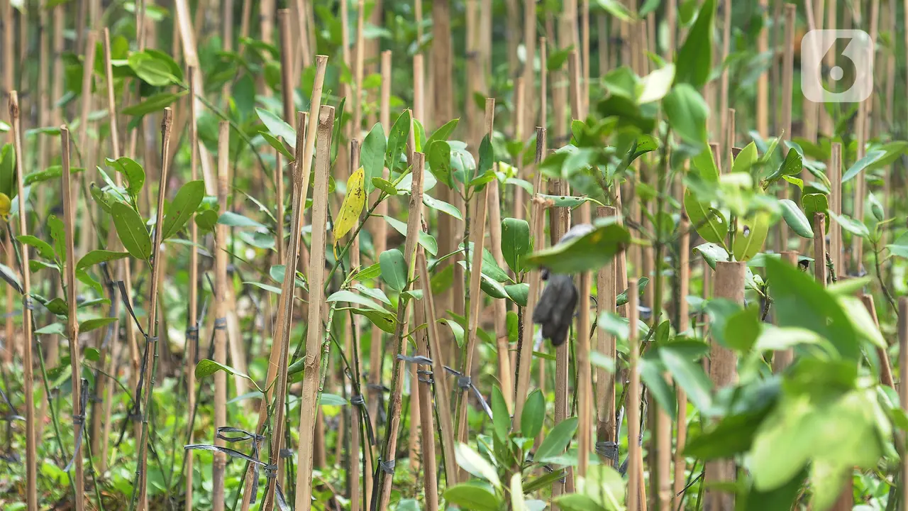 Mangrove Sedunia 2023