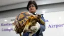 Petugas menunjukkan kura-kura Madagaskar yang gagal diselundupkan, di kantor Bea Cukai di Sepang, Senin (15/5). Kura-kura ploughshare berkubah emas asli Madagaskar adalah jenis kura-kura yang paling terancam punah di muka bumi. (AP Photo/Daniel Chan)