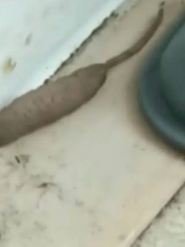 tikus berbentuk aneh jadi viral (mirror.co.uk)