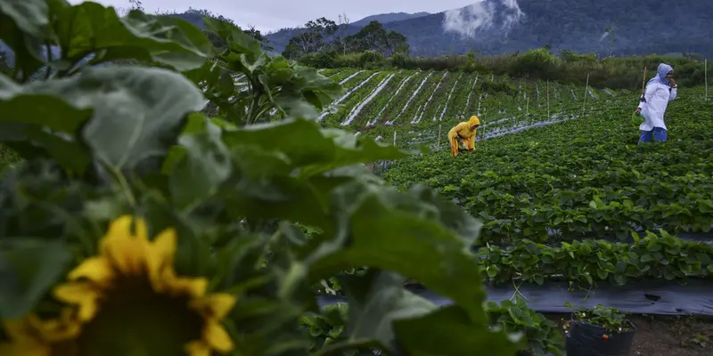 Menengok Kebun Stroberi di Dataran Tinggi Aceh