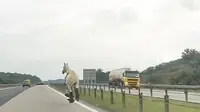 Kecelakaan sebuah mobil pikap di Malaysia berujung seekor kuda yang dibawanya lepas dan kabur di jalan tol. (Source: Instagram/@utusanTV).
