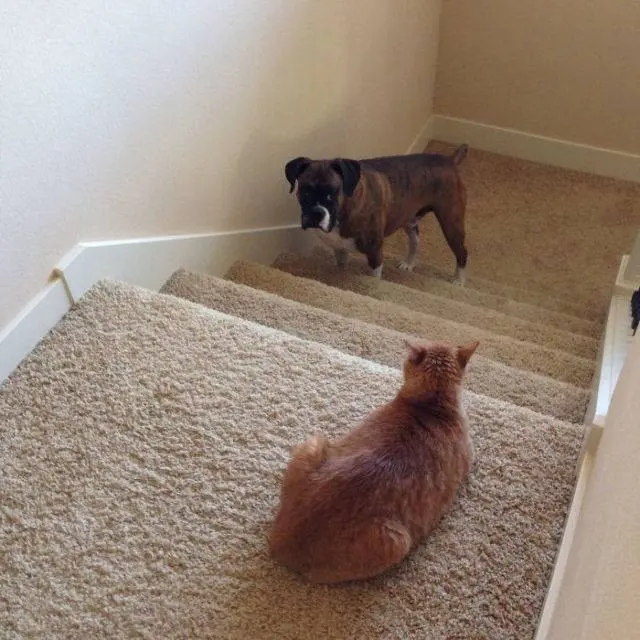 7 Potret Lucu Kucing saat Berkelahi dengan Anjing Ini Kocak