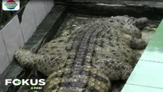 Proses evakuasi ini sempat diwarnai isak tangis pemilik rumah karena Kojek sudah dianggap sebagai anggota keluarga mereka.
