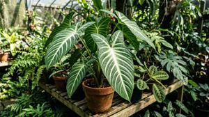 Mengenal Caladium Lindenii dengan Tulang Daun Putih yang Mencolok untuk Koleksi di Rumah