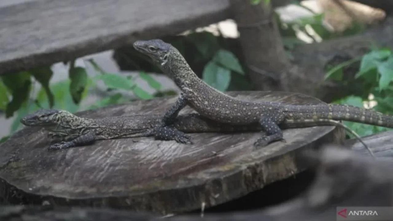 Konservasi Komodo Surabaya: Dari Kandang KBS Menuju Jalan Pulang ke Alam Liar
