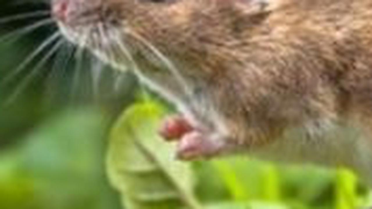 <b>Tikus Pohon Tidur Selama 16 Jam</b><br>