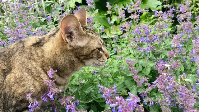 Catnip, Tanaman Rahasia yang Bikin Kucing Bahagia