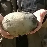 Pasangan di Inggris menemukan muntahan paus. Mereka pun berencana menjualnya dengan harga yang fantastis.