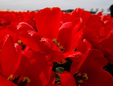 FOTO Merah Merona Ladang Bunga  Tulip  di Belanda  Global 