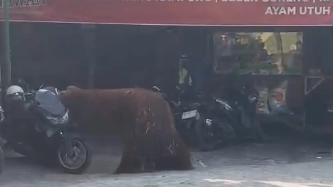 Orang Utan Solo Safari Kabur dari Kandang