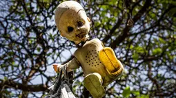 Don Julian Santana menggantung boneka di pulau ini karena dirinya merasa dihantui oleh arwah gadis cilik yang tenggelam di pulau tersebut, Meksiko, Jumat (14/11/2015). Diperkirakan ada ribuan boneka tergantung di pepohonan Isla de La Munecas.  (Reuters)