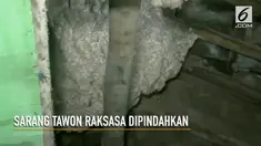 Dua buah sarang tawon raksasa yang mengganggu warga coba dipindahkan petugas damkar. Namun pemindahan tersebut diwarnai ‘serangan’ tawon dan warga yang kesurupan.