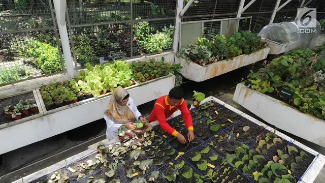 Melihat Proses Konservasi dan Budidaya Begonia di Rumah Kaca