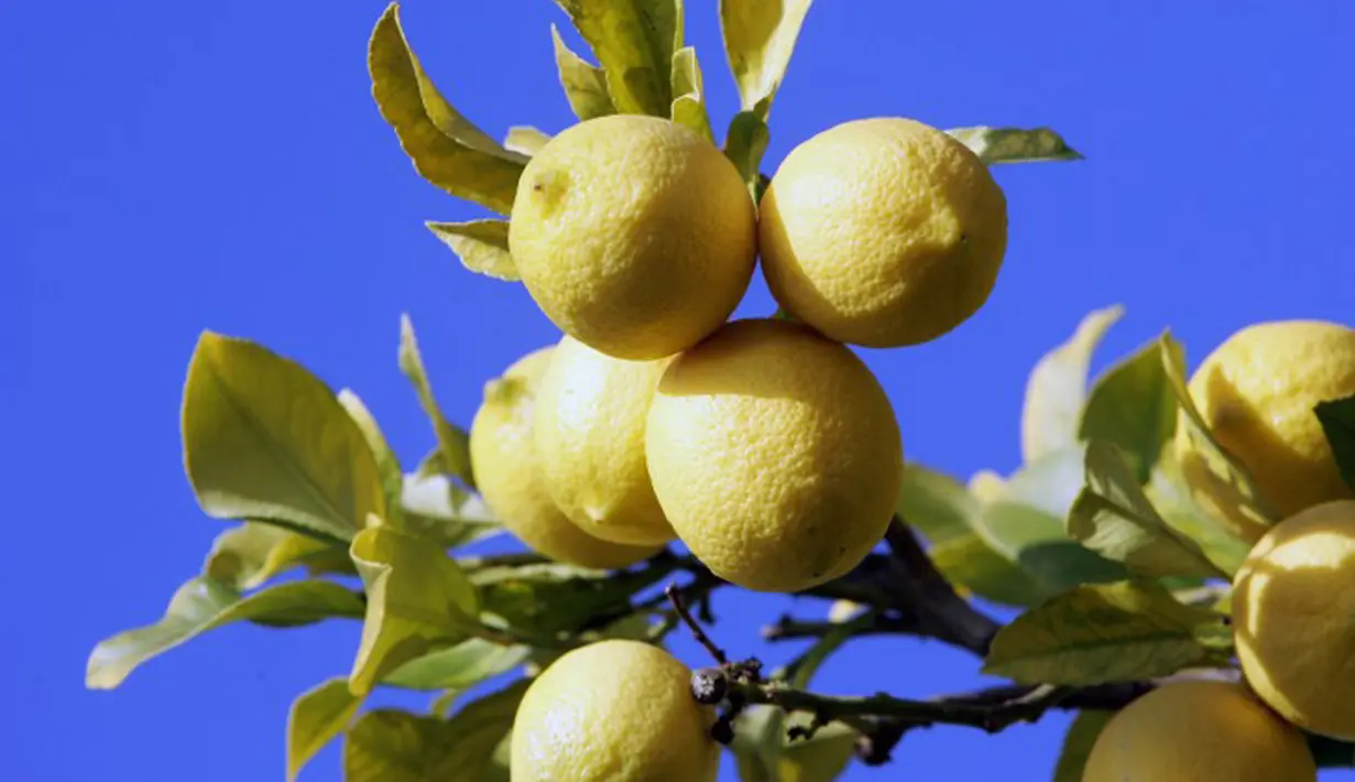 Kandungan asam di dalam lemon bermanfaat untuk memutihkan kulit sekaligus mengelupas sel - sel kulit mati. Caranya cukup dengan mengoleskan air perasan jeruk lemon pada area kulit ketiak lalu didiamkan beberapa saat dan bilas hingga bersih. (AFP Photo)