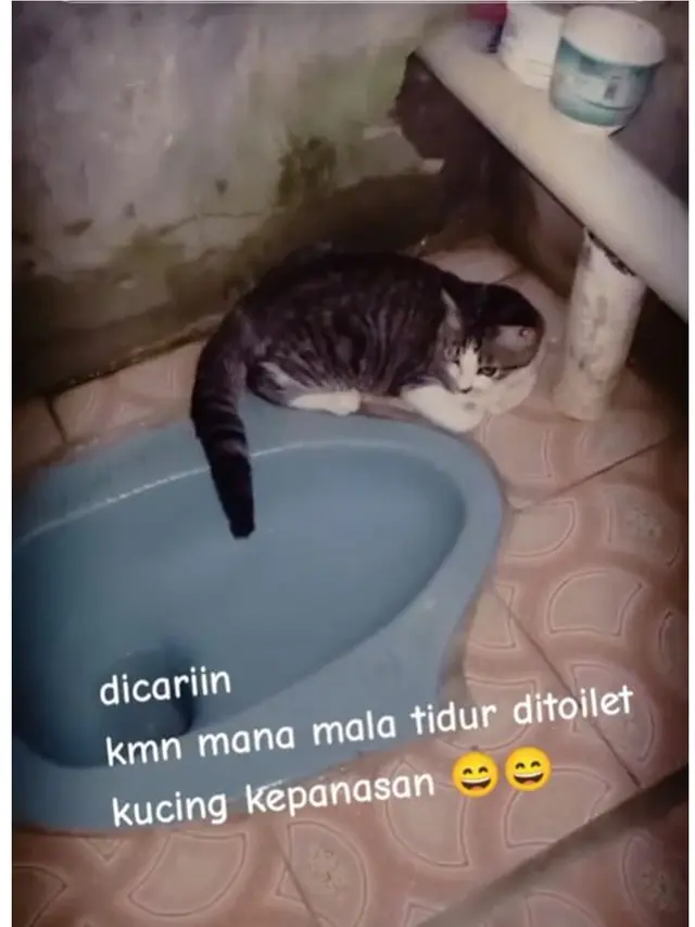 6 Potret Kucing Ngadem di Toilet Akibat Cuaca Panas, Santai Rebahan