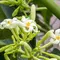 10 Pohon Buah yang Menghasilkan Bunga Terindah, Cocok Buat Halaman Depan Rumah