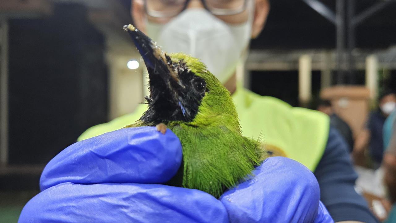 Polisi gagalkan penyelundupan burung dilindungi