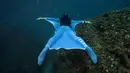 Penyelam gaya bebas asal Monaco, Pierre Frolla memakai prototipe wetsuit 'Oceanwings' saat menyelam di laut Mediterania (13/8). Wetsuit yang digunakan melucur dalam air tersebut diproduksi oleh Aqualung. (AFP Photo/Boris Horvat)