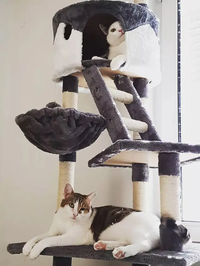 Pohon Kucing Multi-Platform