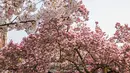 Seorang pria berjalan melewati pohon magnolia yang sedang mekar di tepi Sungai Ill, Strasbourg, Prancis, 21 Maret 2022. Magnolia adalah salah satu marga tumbuhan berbunga yang dikenal luas karena bunganya indah dan menyebarkan aroma harum. (PATRICK HERTZOG/AFP)