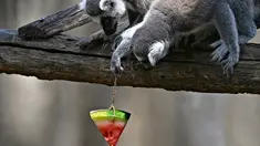Seekor lemur memakan es buah untuk mendinginkan diri di Kebun Binatang Roma (Bioparco di Roma) saat suhu udara mencapai 40 derajat Celcius selama gelombang panas, di Roma, Italia pada 19 Juli 2023. (Andreas SOLARO / AFP)