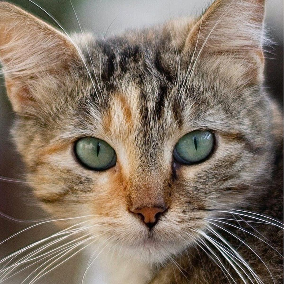 Tips Jitu Mencegah Kerontokan pada Bulu Kucing, Lakukan Beberapa Cara Ini