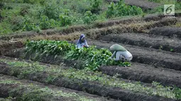 Petani beraktivitas di lahan pertanian garapan di Gentong, Wanasari, Kab Brebes, Jawa Tengah, Sabtu (23/12). Petani mengeluhkan harga bawang merah yang sedang turun karena kualitas yang jelek akibat pengaruh cuaca. (Liputan6.com/Helmi Fithriansyah)