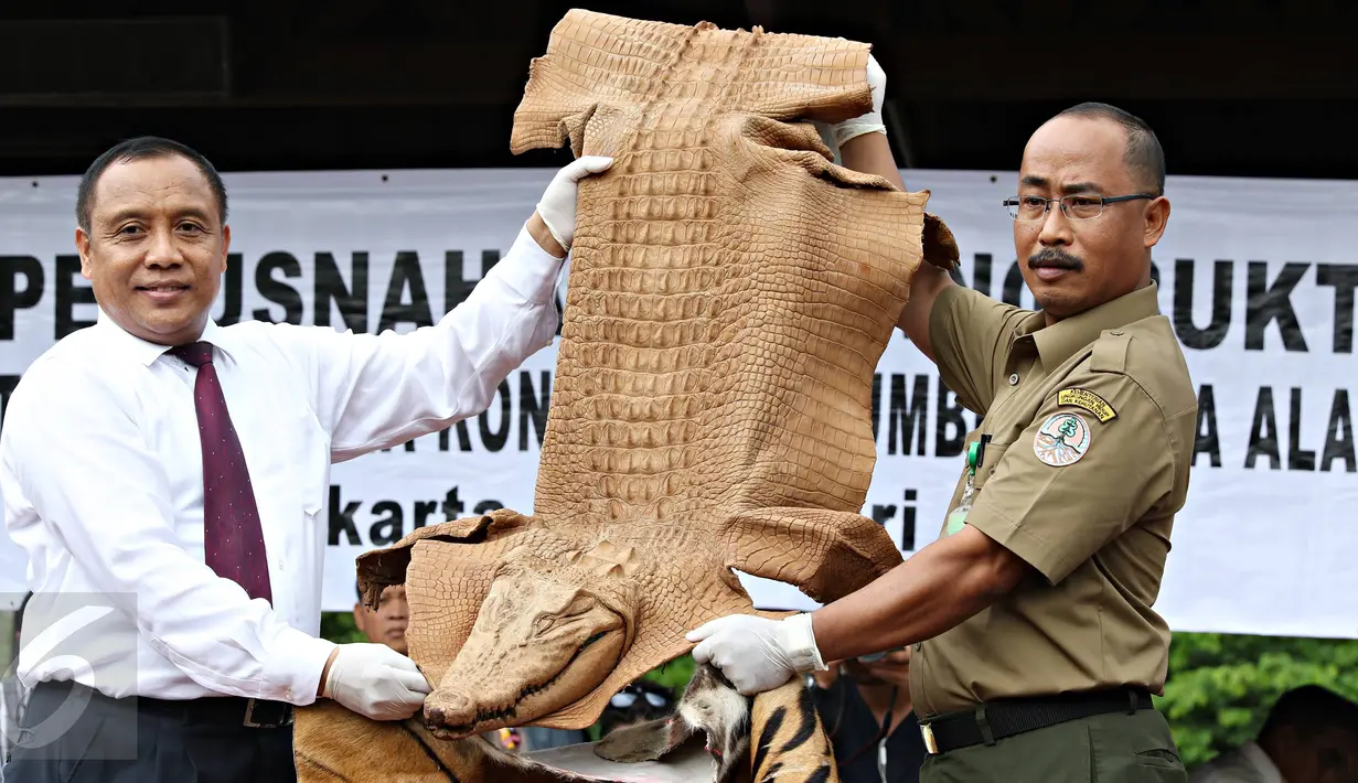 Petugas Bareskrim Polri menunjukkan kulit buaya saat pemusnahan barang bukti bagian hewan yang dilindungi, Jakarta, Selasa (2/2). Barbuk berupa kulit, tulang dan taring harimau, kerapas penyu, off set penyu dan kulit buaya (Liputan6.com/Immanuel Antonius)