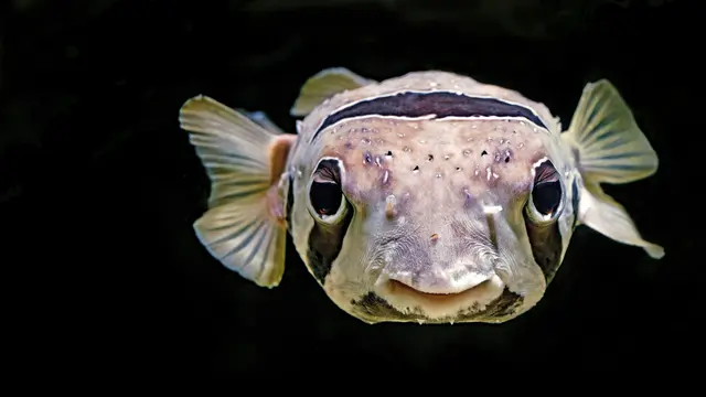 Ikan buntal, puffer fish, ikan fugu. (David Clode/Unsplash)