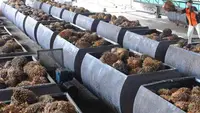 PLN Sulap Limbah Sawit Jadi Sumber Energi  Listrik