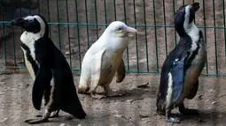 Seekor penguin albino diperlihatkan kepada publik untuk pertama kalinya di kebun binatang Gdansk, Polandia, 22 Maret 2019. Pihak kebun binatang juga belum mengetahui jenis kelamin penguin albino yang belum mempunyai nama tersebut. (Agencja Gazeta/Michal Ryniak via REUTERS)