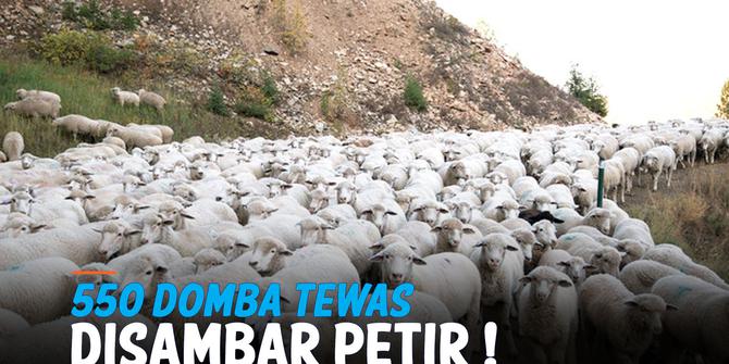 VIDEO: Penampakan 550 Domba Tewas karena Sambaran Petir di Georgia