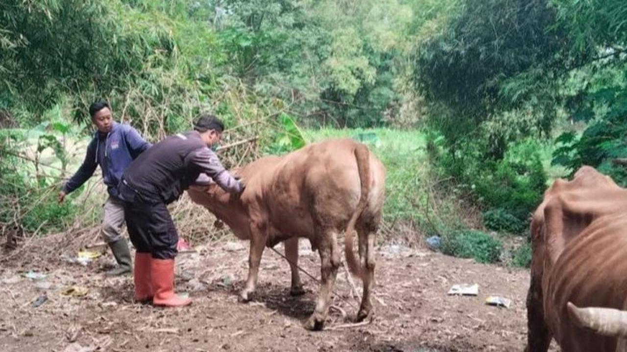VIDEO: Curhat Sedih Pemilik Turbo, Sapi Kurban Prabowo Berat 1 Ton Mati Mendadak Seharga Rp125 Juta