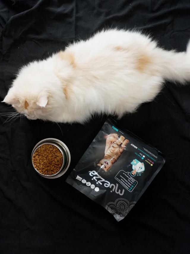 Kiat Tepat Mengelus Kucing, Dijamin Bebas Risiko Cakar dan Gigitan