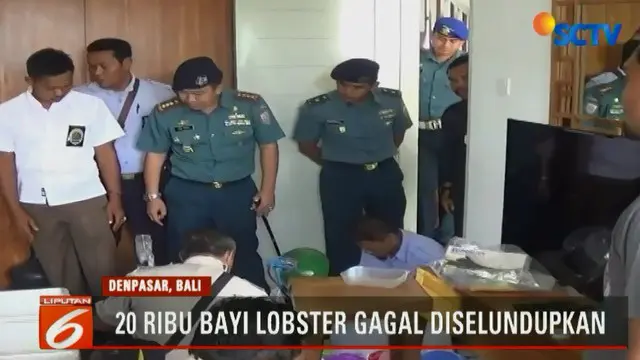 TNI AL Gagalkan Penyelundupan 20 Ribu Bayi Lobster di Bali