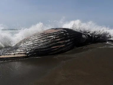 Seekor paus bungkuk sepanjang 32 kaki atau 10 meter terdampar di Pantai Pacifica, California, Selasa (5/5/2015). Ini merupakan paus kedua yang terdampar di kawasan California Utara dalam tiga pekan terakhir. (AFP PHOTO/Josh Edelson)