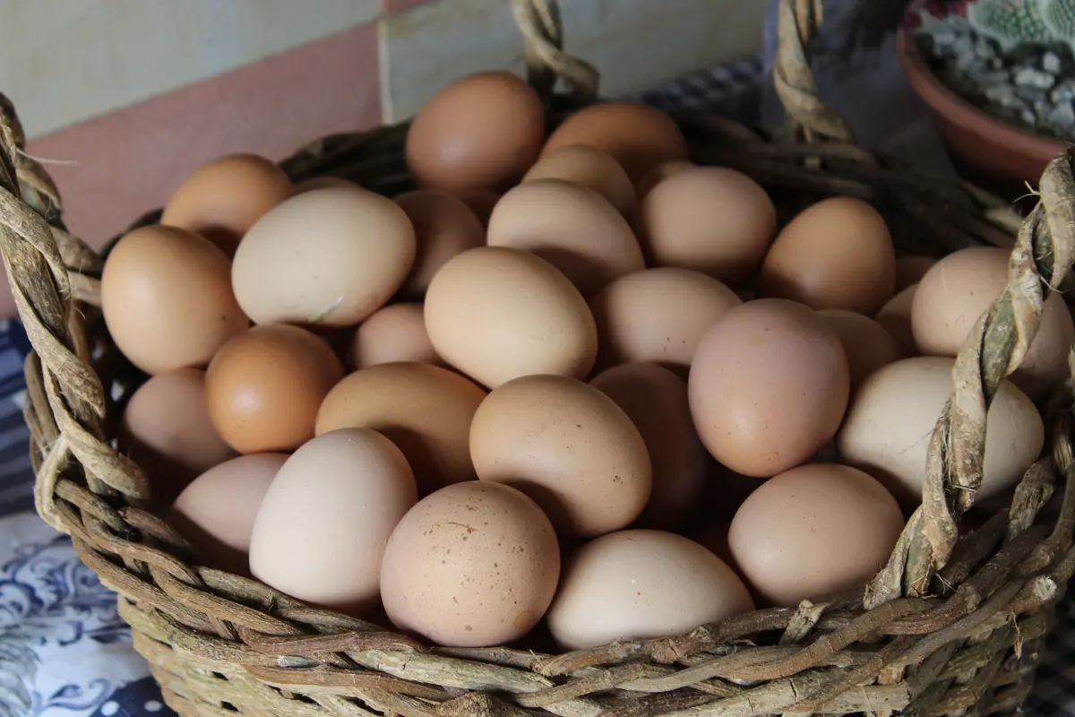 Telur