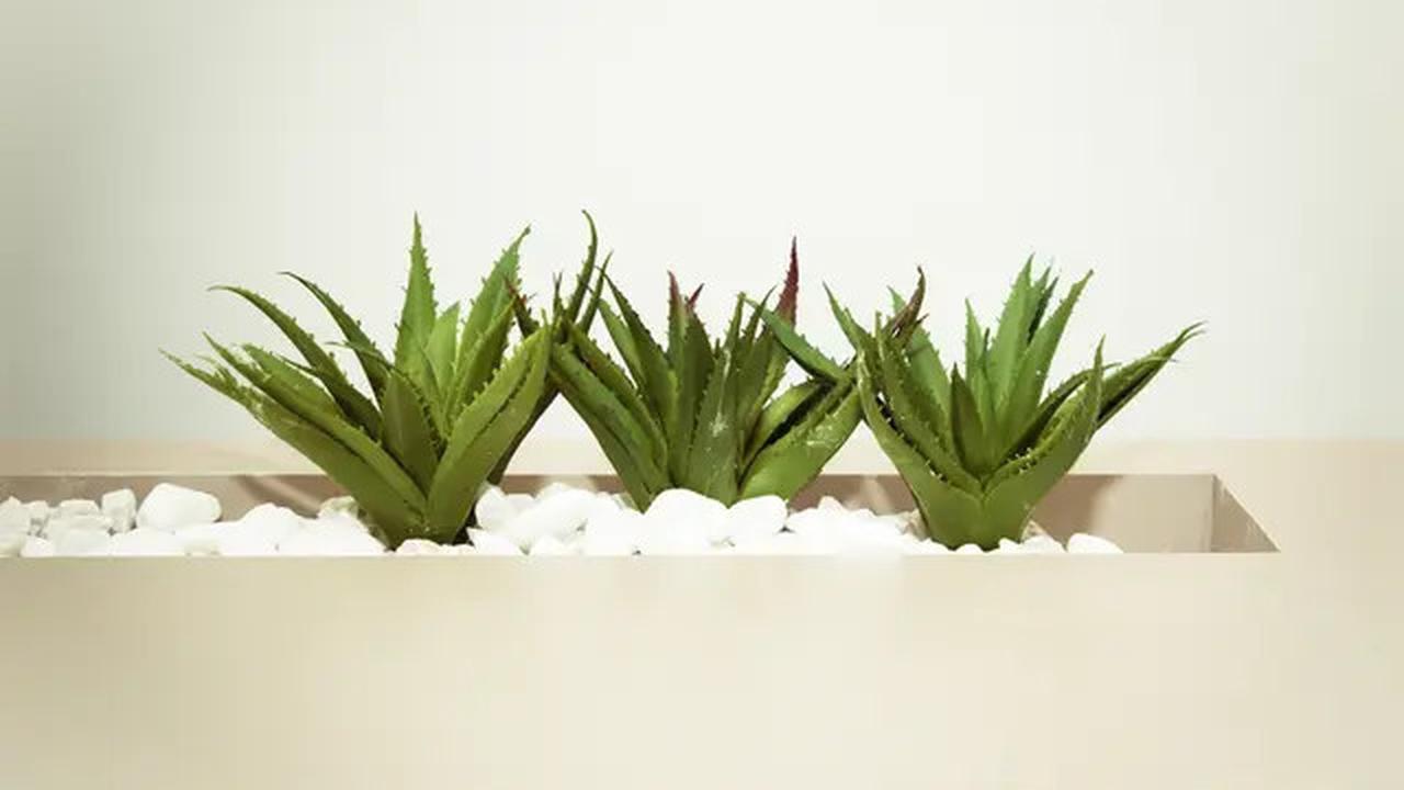 10 Sayur Tropis Cantik yang Bisa Jadi Tanaman Hias, Solusi Segar dan Estetik di Rumah