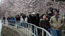 Warga berjalan di sekitar Tidal Basin untuk menikmati bunga sakura yang mulai mekar di Washington DC, AS (26/3). Selain Jepang, Washington memiliki kebun bunga sakura yang bersemi akhir Maret hingga Juni. (AFP Photo / Zach Gibson)