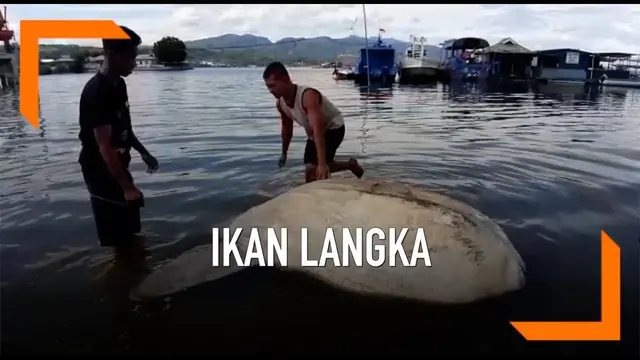 Ikan purba dengan dengan panjang 2,5 meter dan lebar 1,5 meter itu awalnya ditemukan nelayan bernama Umar, Ikan itu mengapung di dekat kerambahnya ditemukan pukul 13.00 WIT.