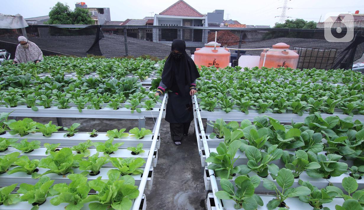 Warga merawat sayuran yang ditanam menggunakan metode hidroponik di atap rumahnya di Ciledug, Kota Tangerang, Banten, Sabtu (24/10/2020). Atap rumah dimanfaatkan untuk budi daya sayuran hidroponik guna menambah pendapatan dan tetap produktif di masa pandemi COVID-19. (Liputan6.com/Angga Yuniar)