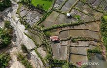 Strategi Pemulihan Sawah Terdampak Bencana: Pentingnya Alternatif Pendapatan Petani