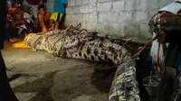 Buaya sepanjang 4 meter yang memangsa seorang lansia di Tanggamus, Lampung berhasil dievakuasi. Foto : (Istimewa).